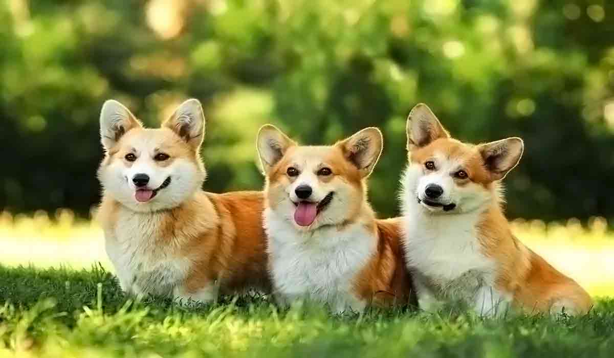 DDOS网页端源码